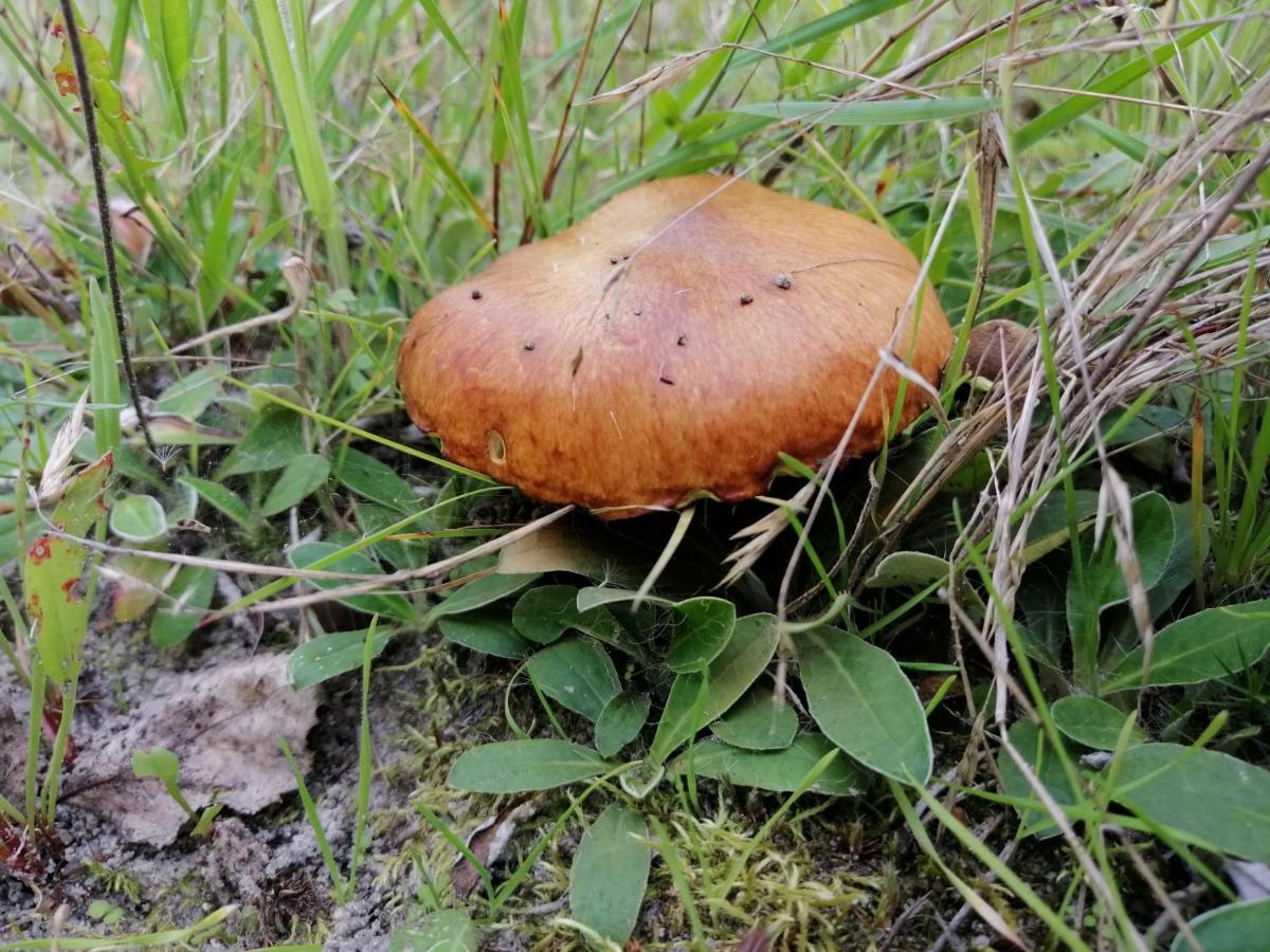 Agroturystyka Pod Dobrymi Skrzydlami Wiski Exterior foto